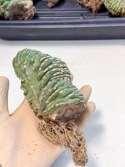 Marginatus Cristata (y) | Rare Cactus
