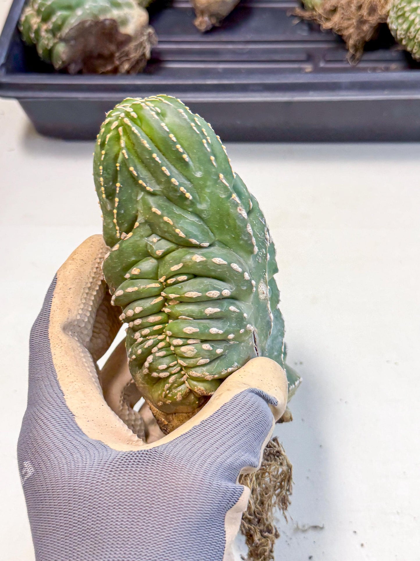 Marginatus Cristata (y) | Rare Cactus