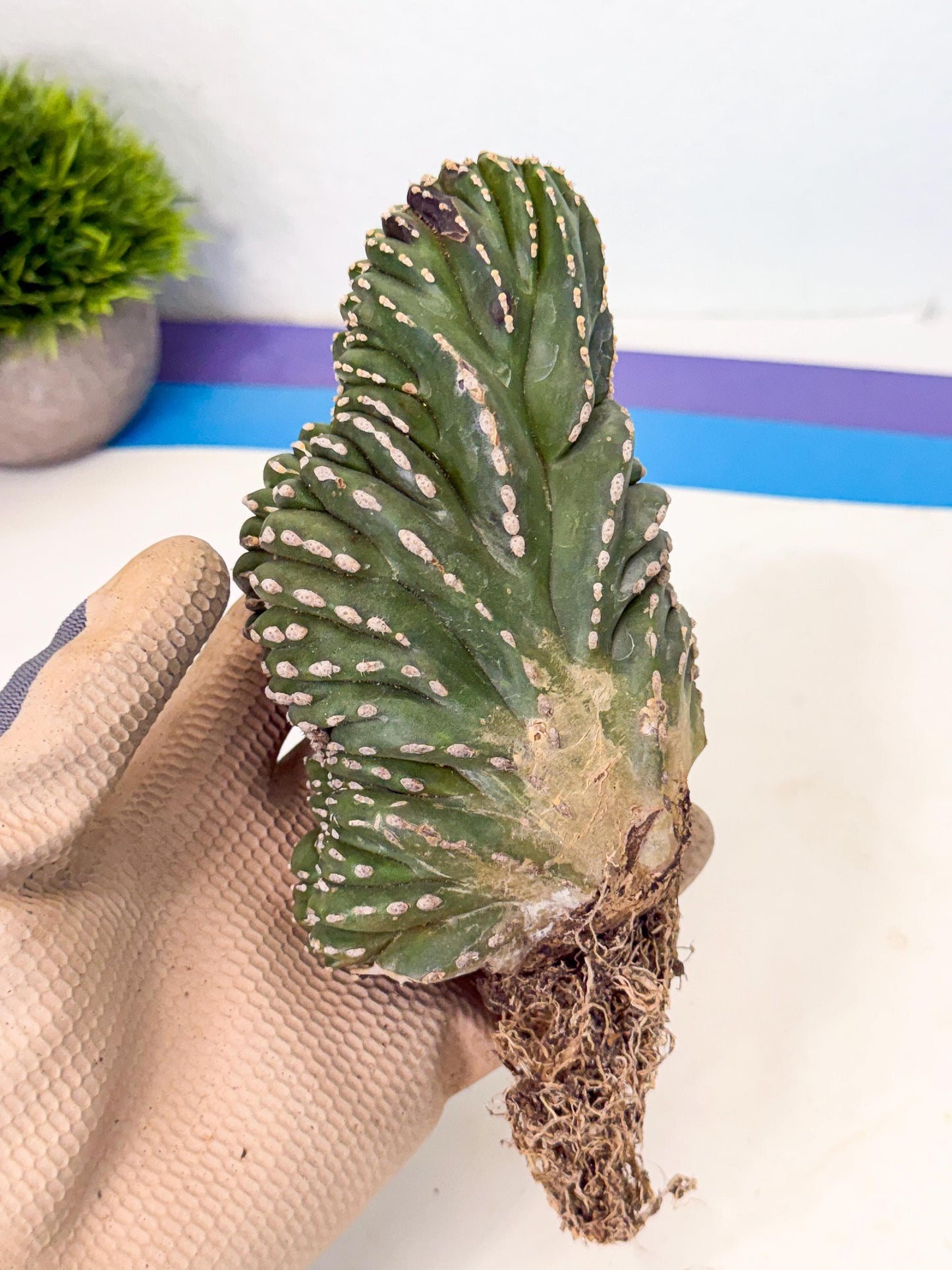 Marginatus Cristata (y) | Rare Cactus