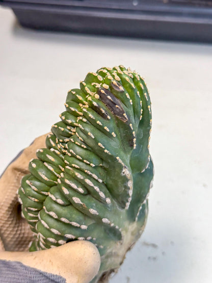 Marginatus Cristata (y) | Rare Cactus