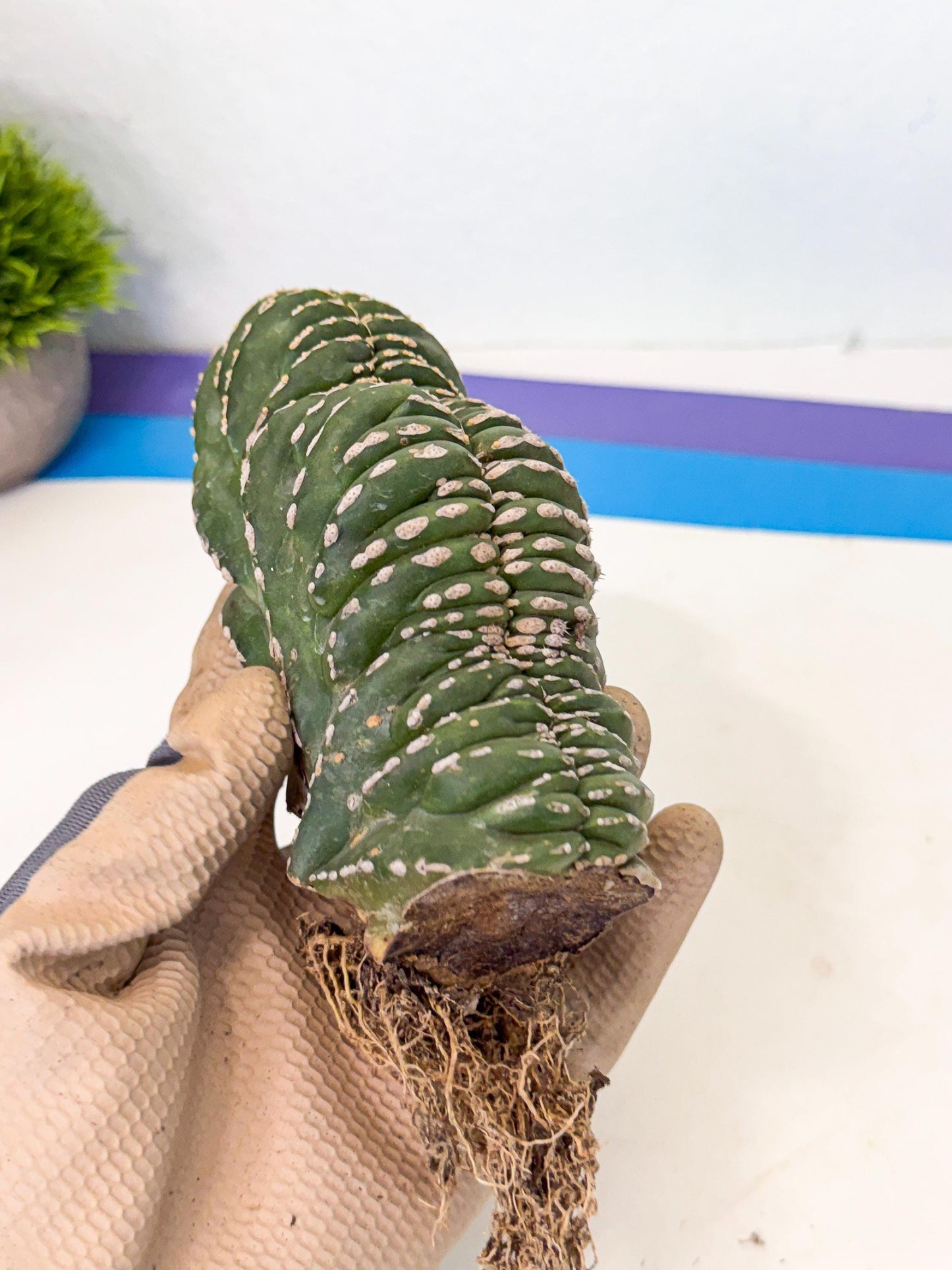 Marginatus Cristata (y) | Rare Cactus