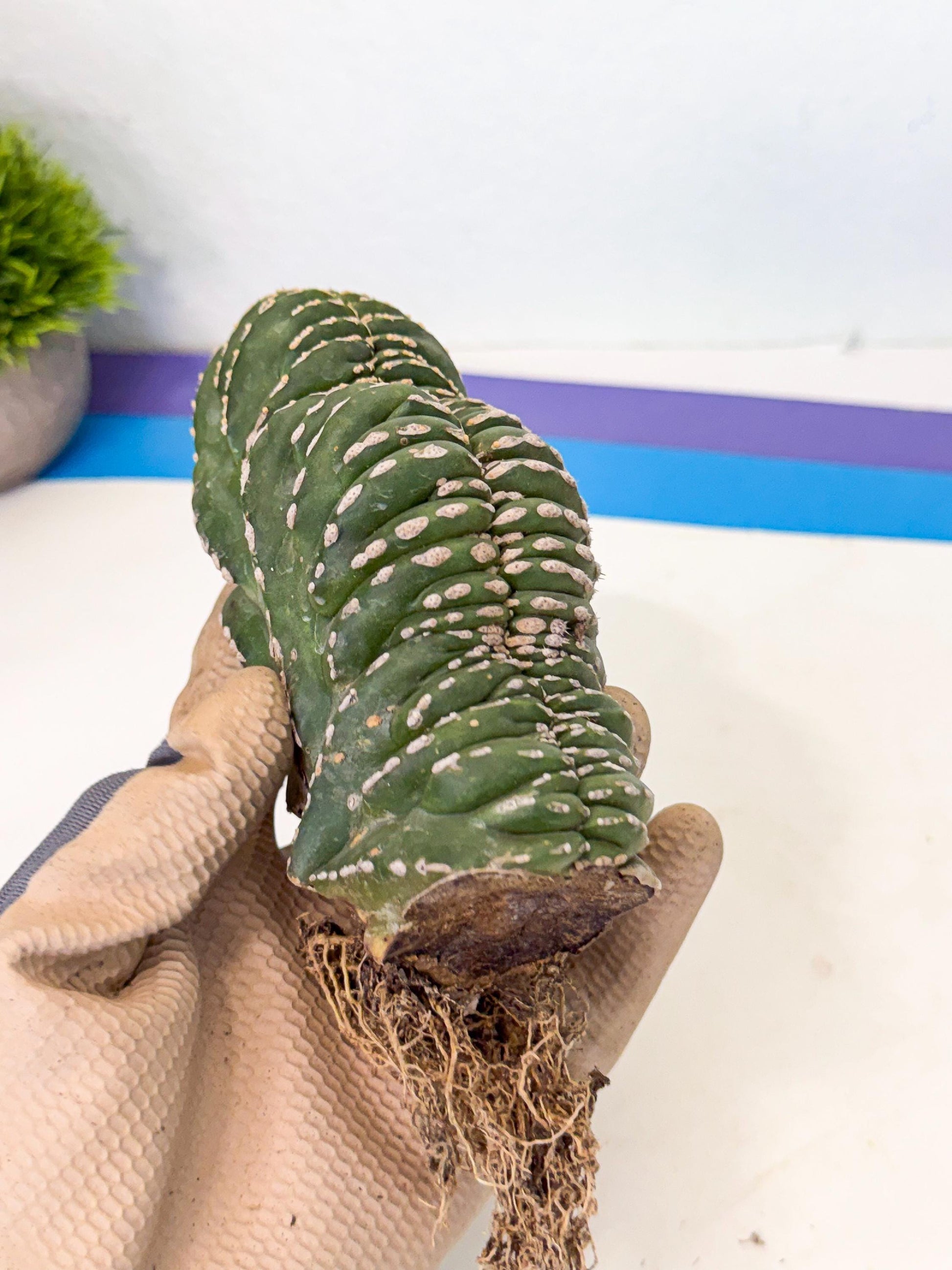 Marginatus Cristata (y) | Rare Cactus