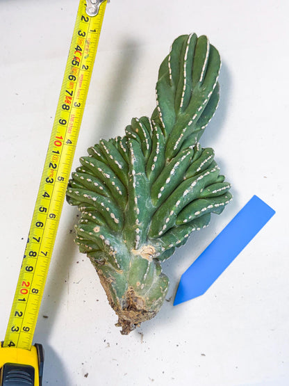 Marginatus Cristata (b) | Rare Cactus