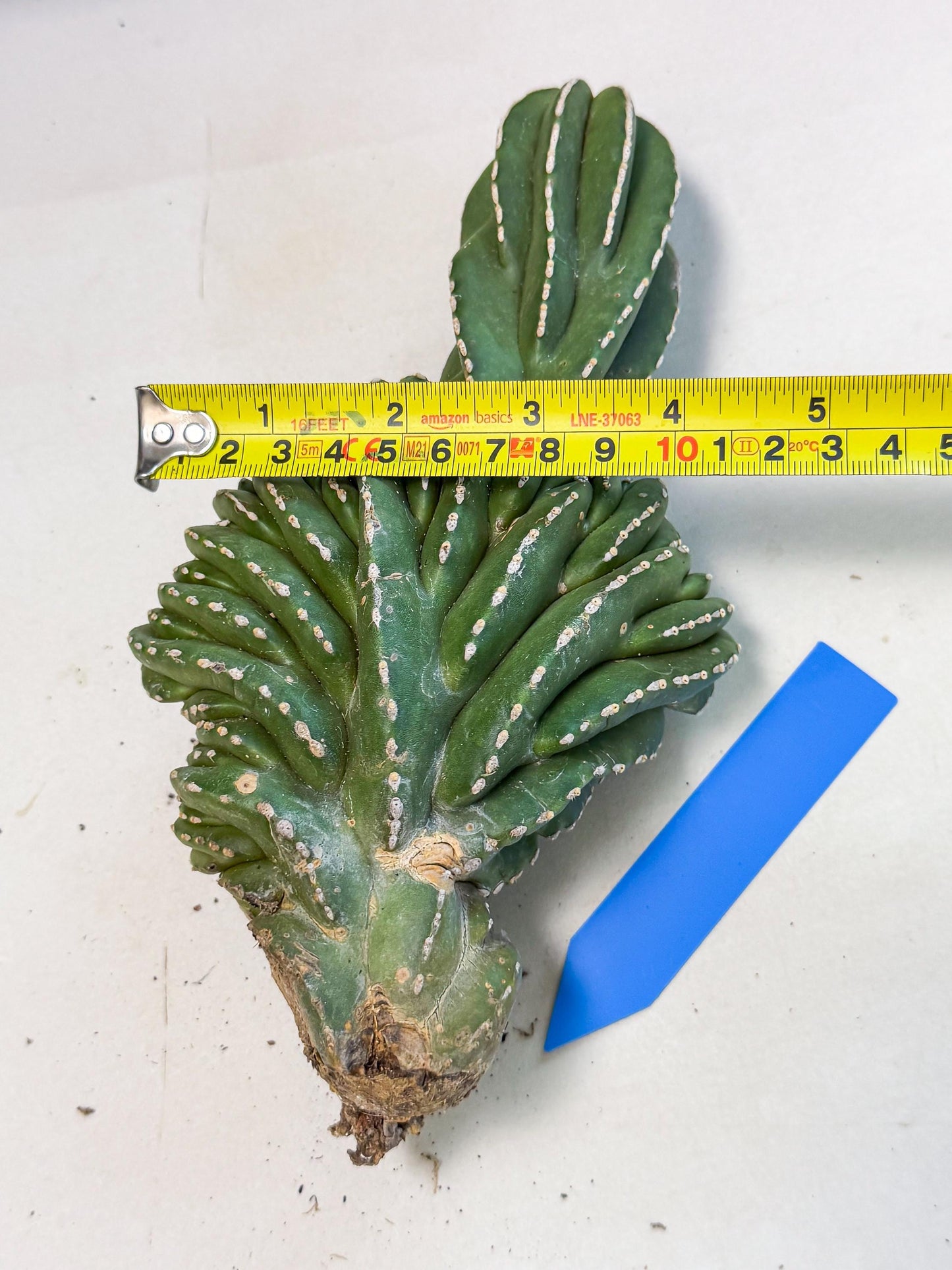 Marginatus Cristata (b) | Rare Cactus