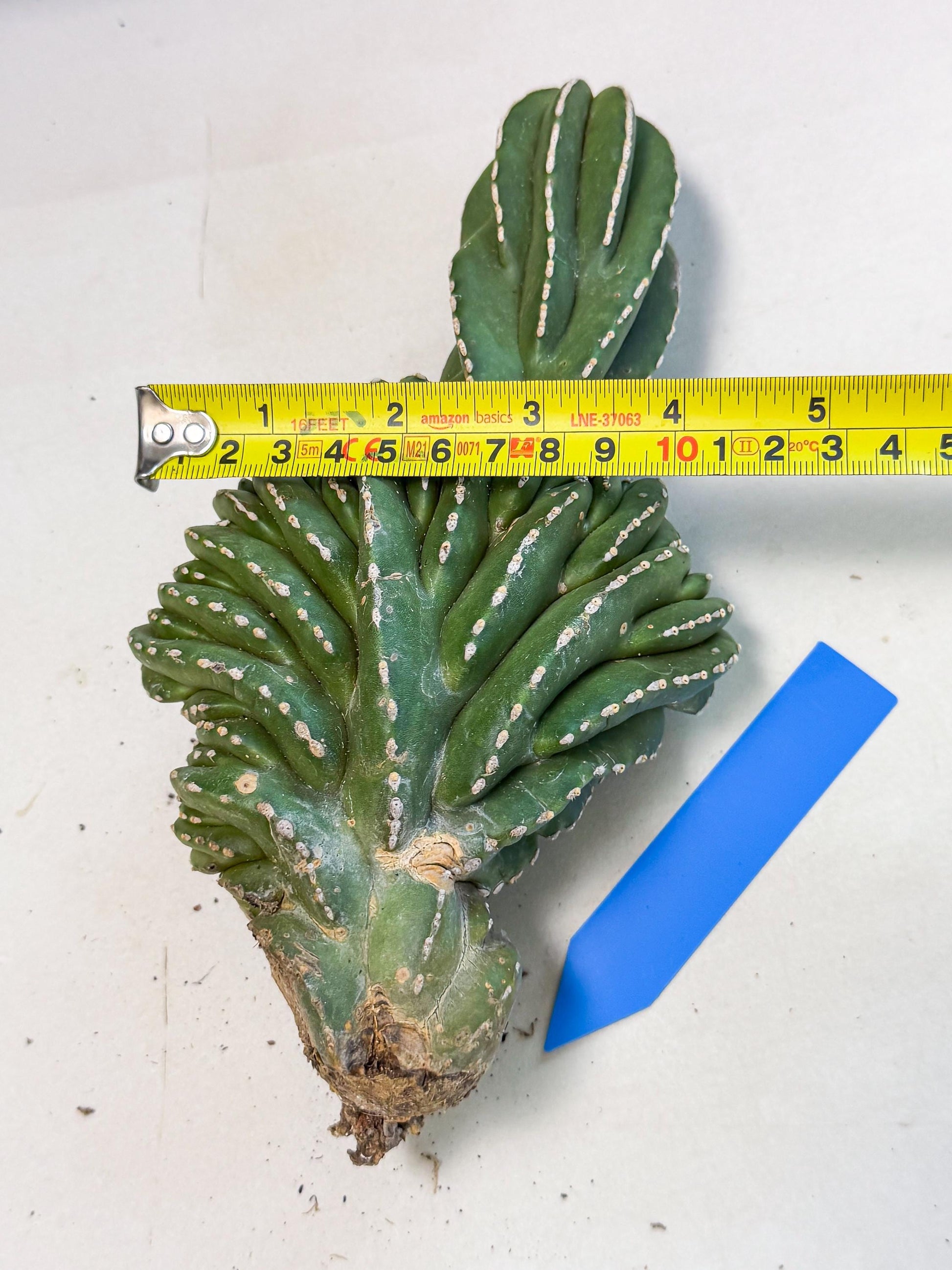 Marginatus Cristata (b) | Rare Cactus
