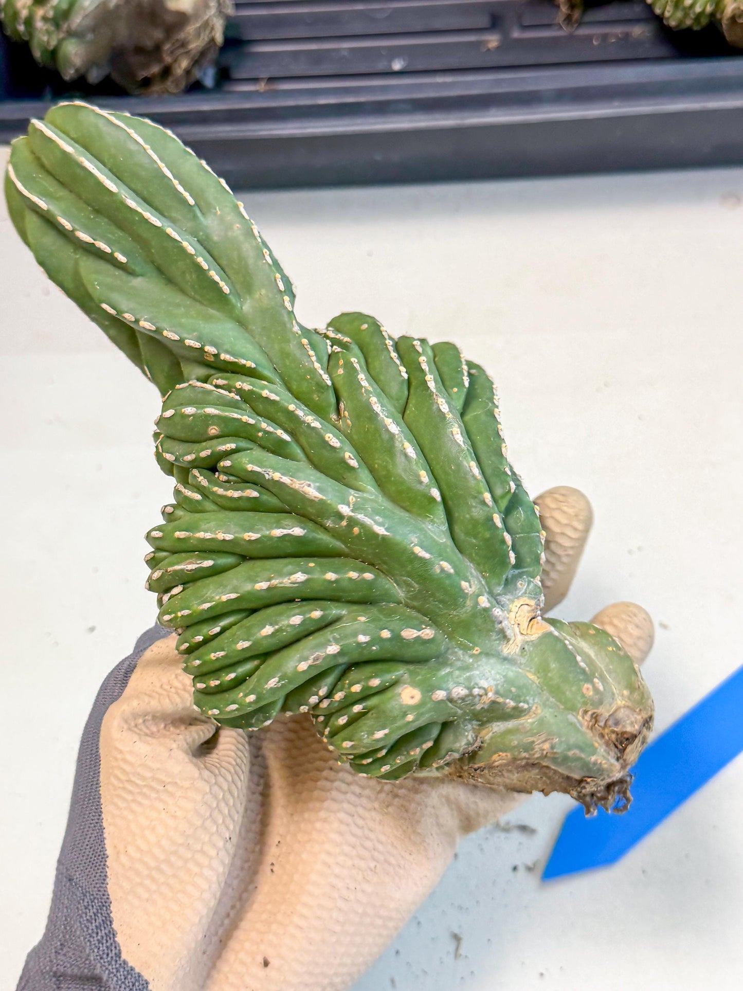 Marginatus Cristata (b) | Rare Cactus