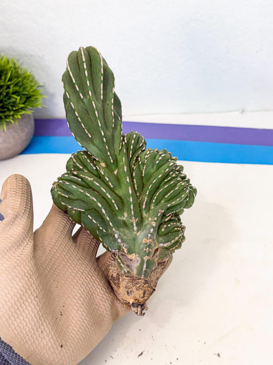 Marginatus Cristata (b) | Rare Cactus