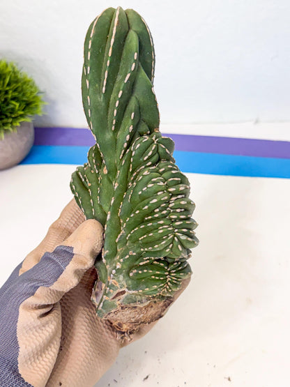 Marginatus Cristata (b) | Rare Cactus