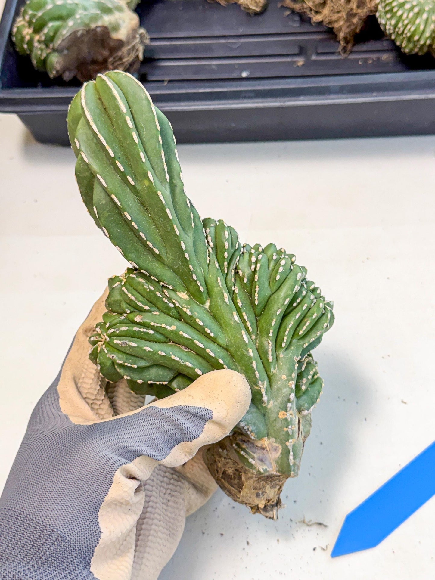 Marginatus Cristata (b) | Rare Cactus
