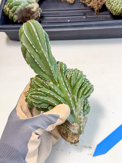 Marginatus Cristata (b) | Rare Cactus