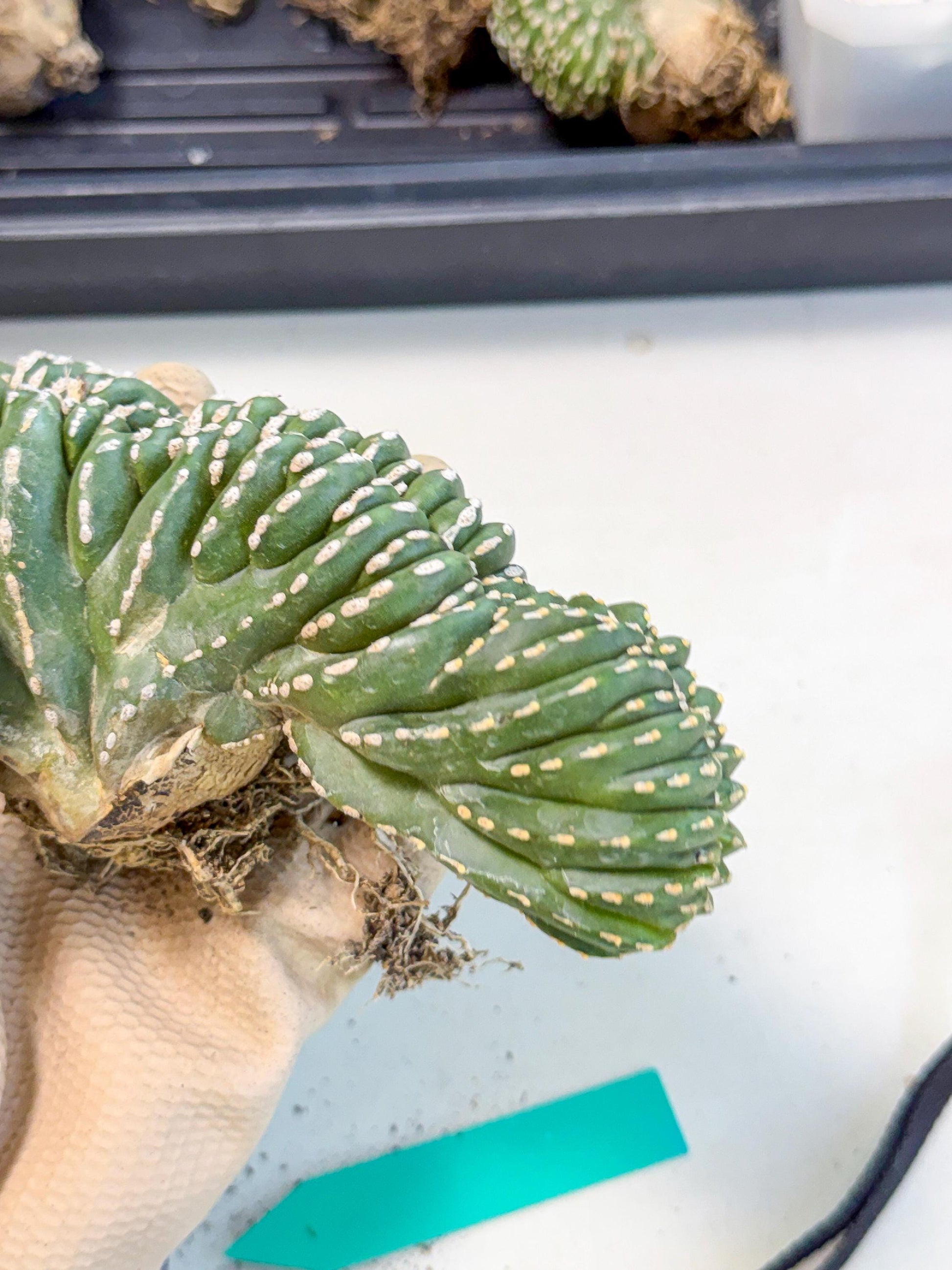 Marginatus Cristata (g) | Rare Cactus