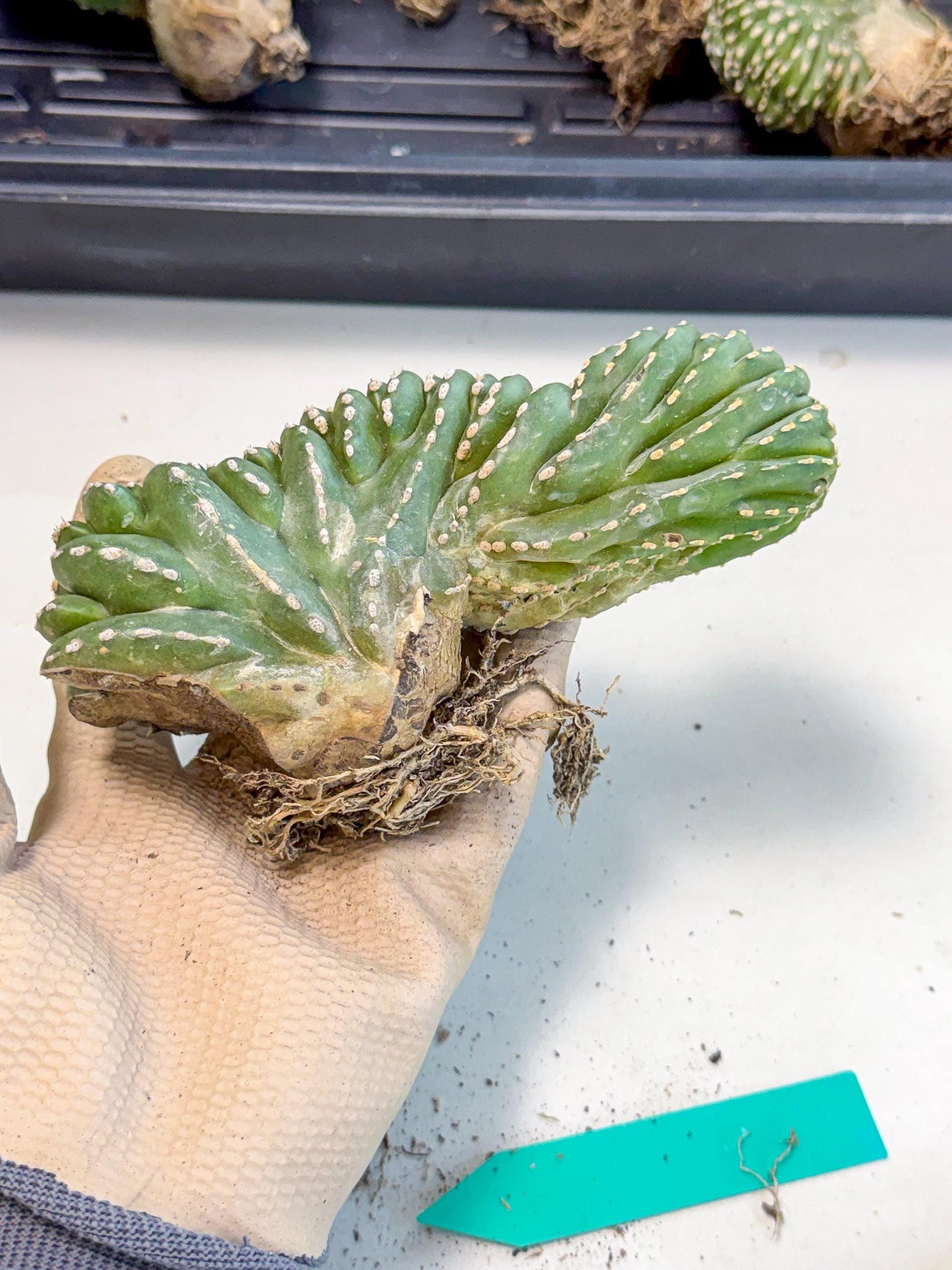 Marginatus Cristata (g) | Rare Cactus