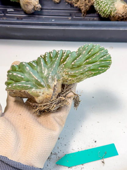 Marginatus Cristata (g) | Rare Cactus