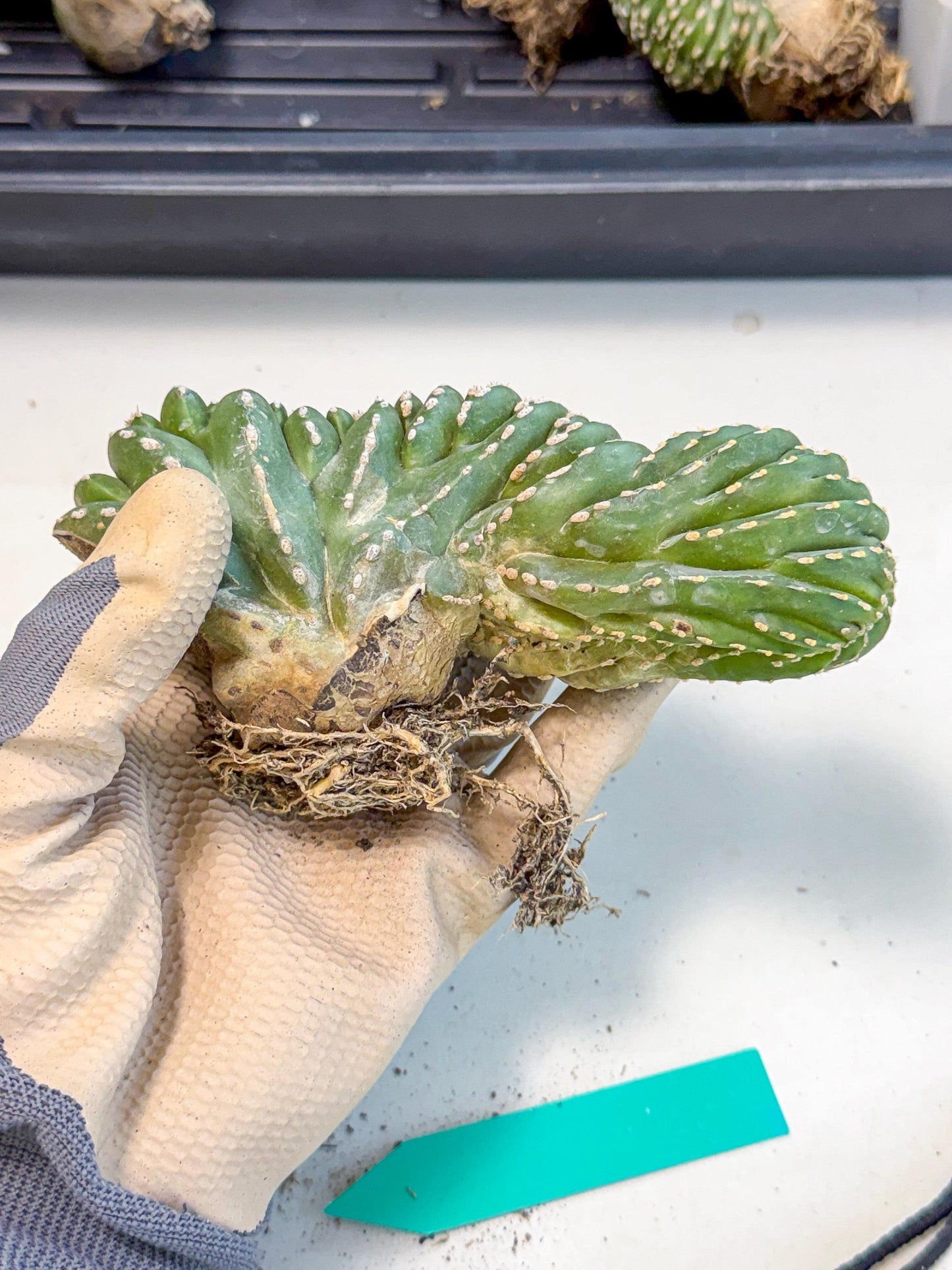 Marginatus Cristata (g) | Rare Cactus