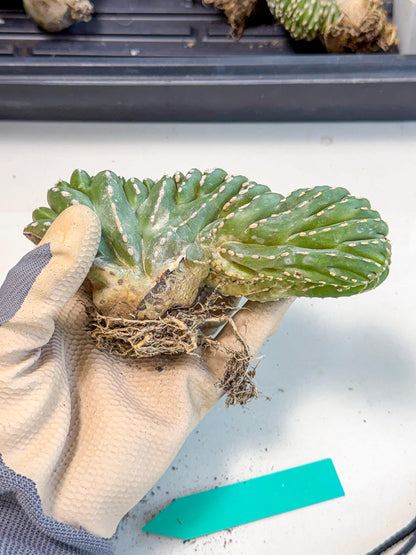 Marginatus Cristata (g) | Rare Cactus