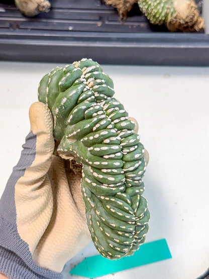 Marginatus Cristata (g) | Rare Cactus