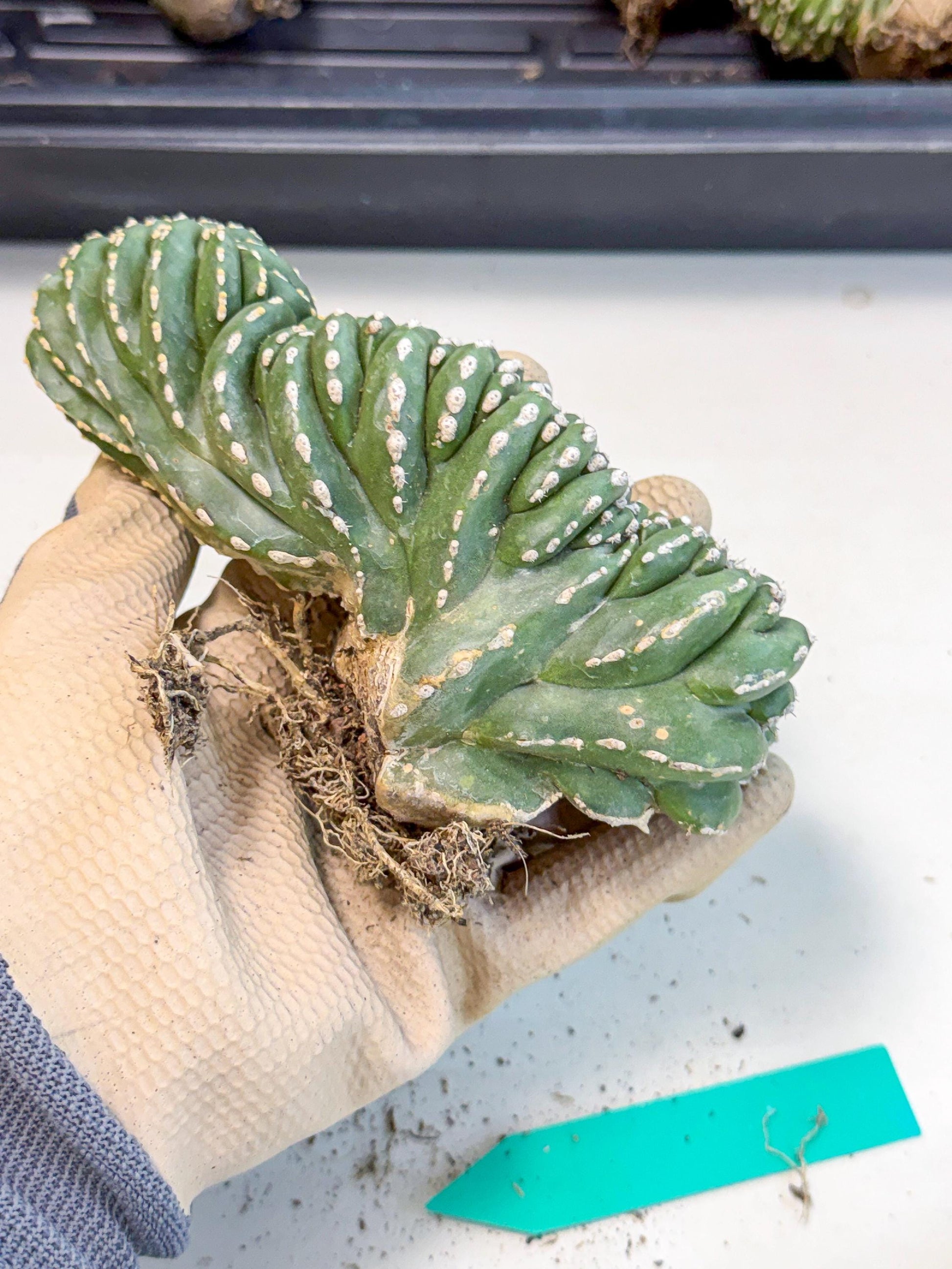 Marginatus Cristata (g) | Rare Cactus