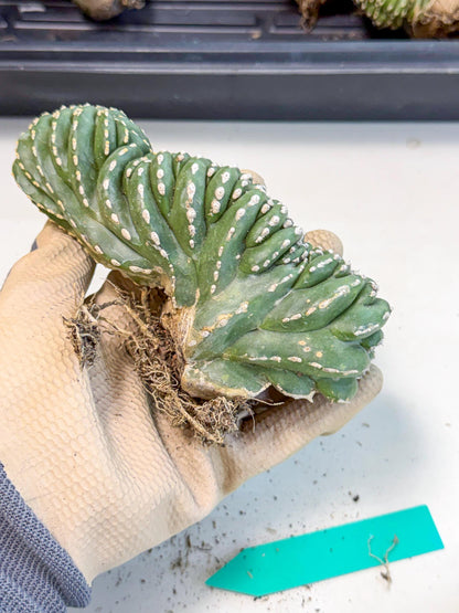 Marginatus Cristata (g) | Rare Cactus