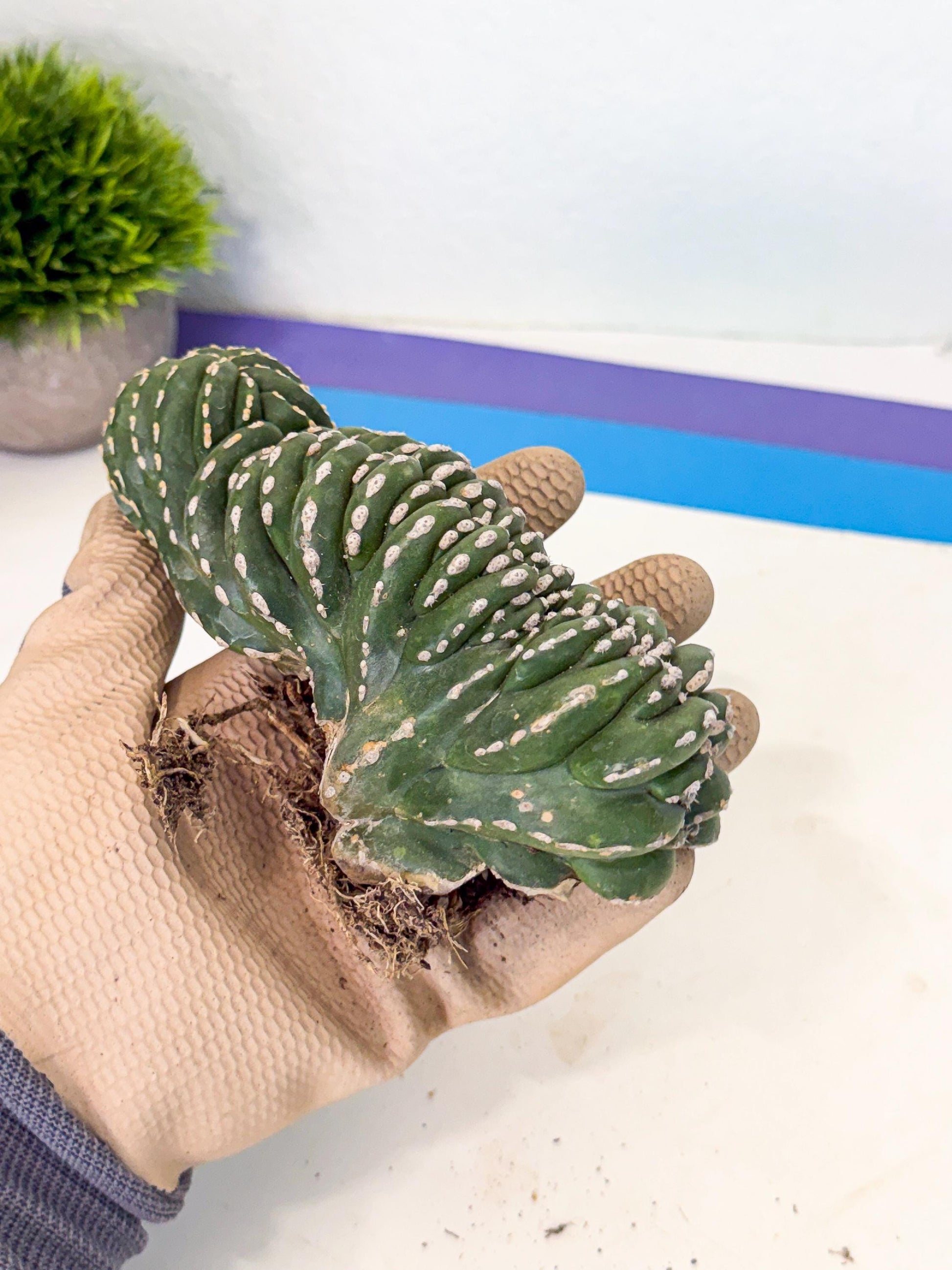 Marginatus Cristata (g) | Rare Cactus