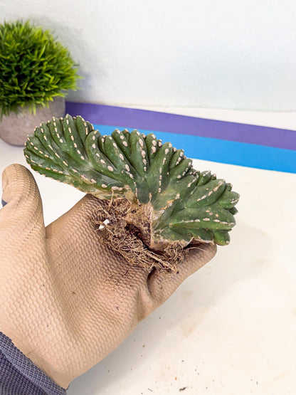 Marginatus Cristata (g) | Rare Cactus