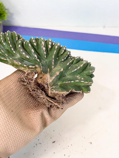 Marginatus Cristata (g) | Rare Cactus