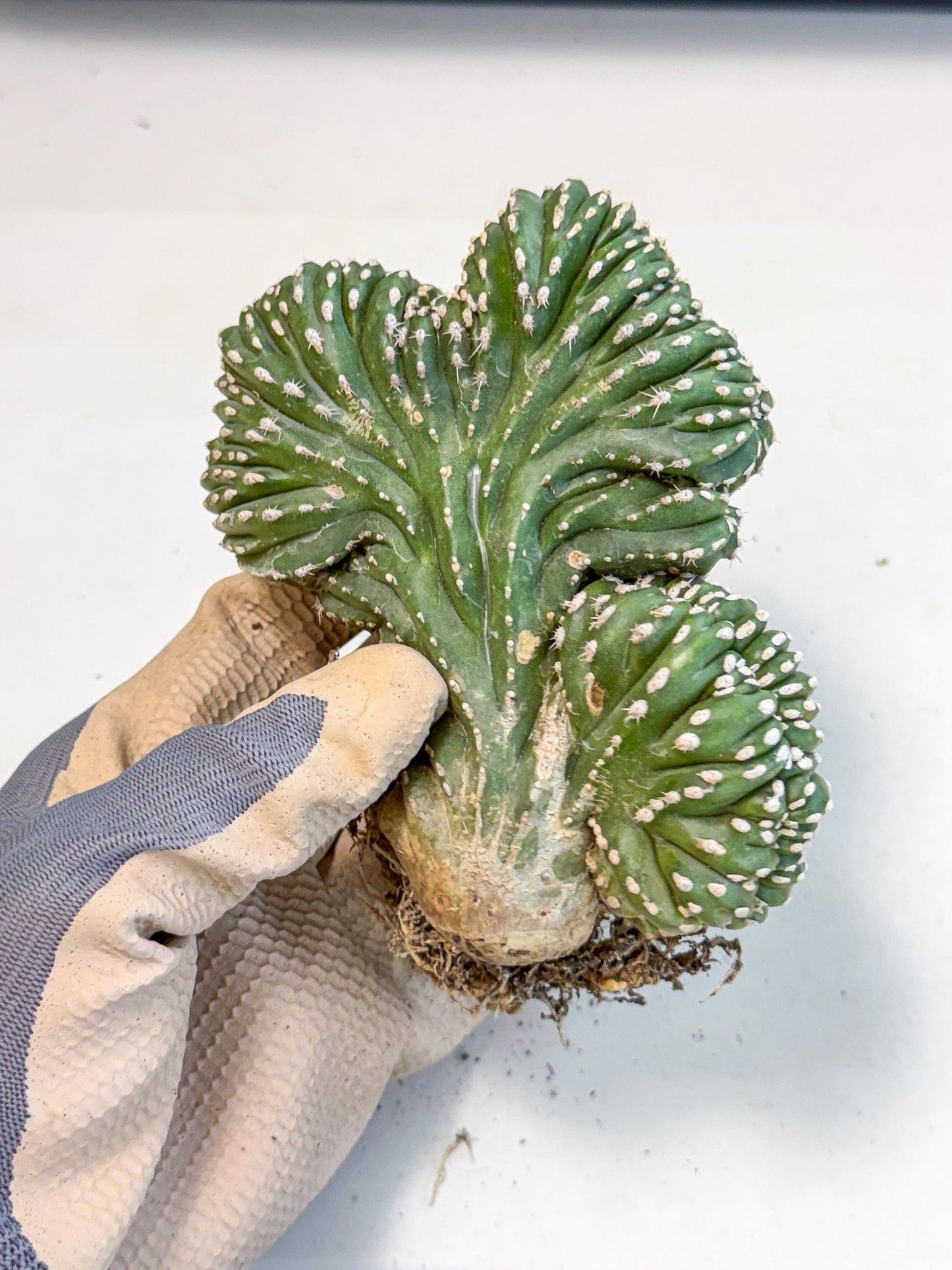 Marginatus Cristata (r) | Rare Cactus