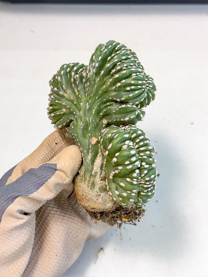 Marginatus Cristata (r) | Rare Cactus