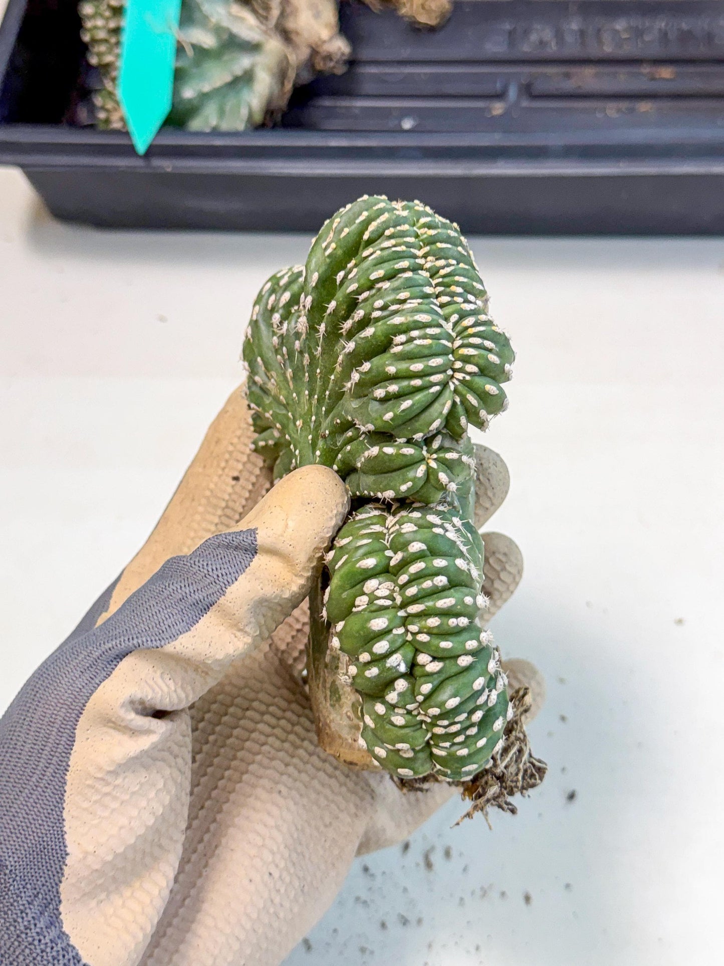 Marginatus Cristata (r) | Rare Cactus