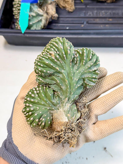 Marginatus Cristata (r) | Rare Cactus