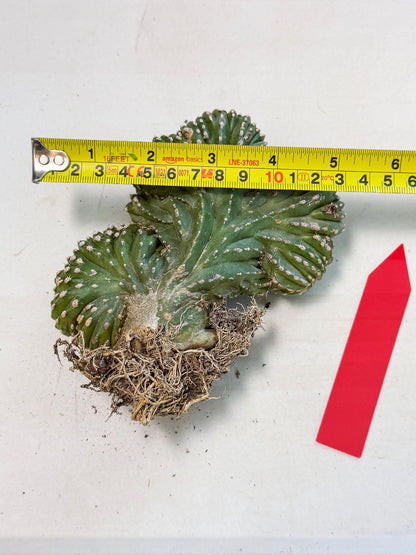 Marginatus Cristata (r) | Rare Cactus