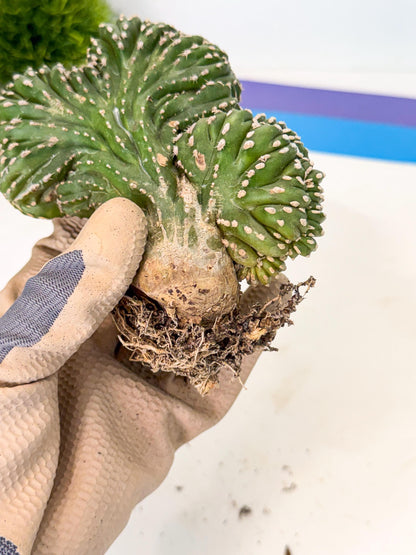 Marginatus Cristata (r) | Rare Cactus
