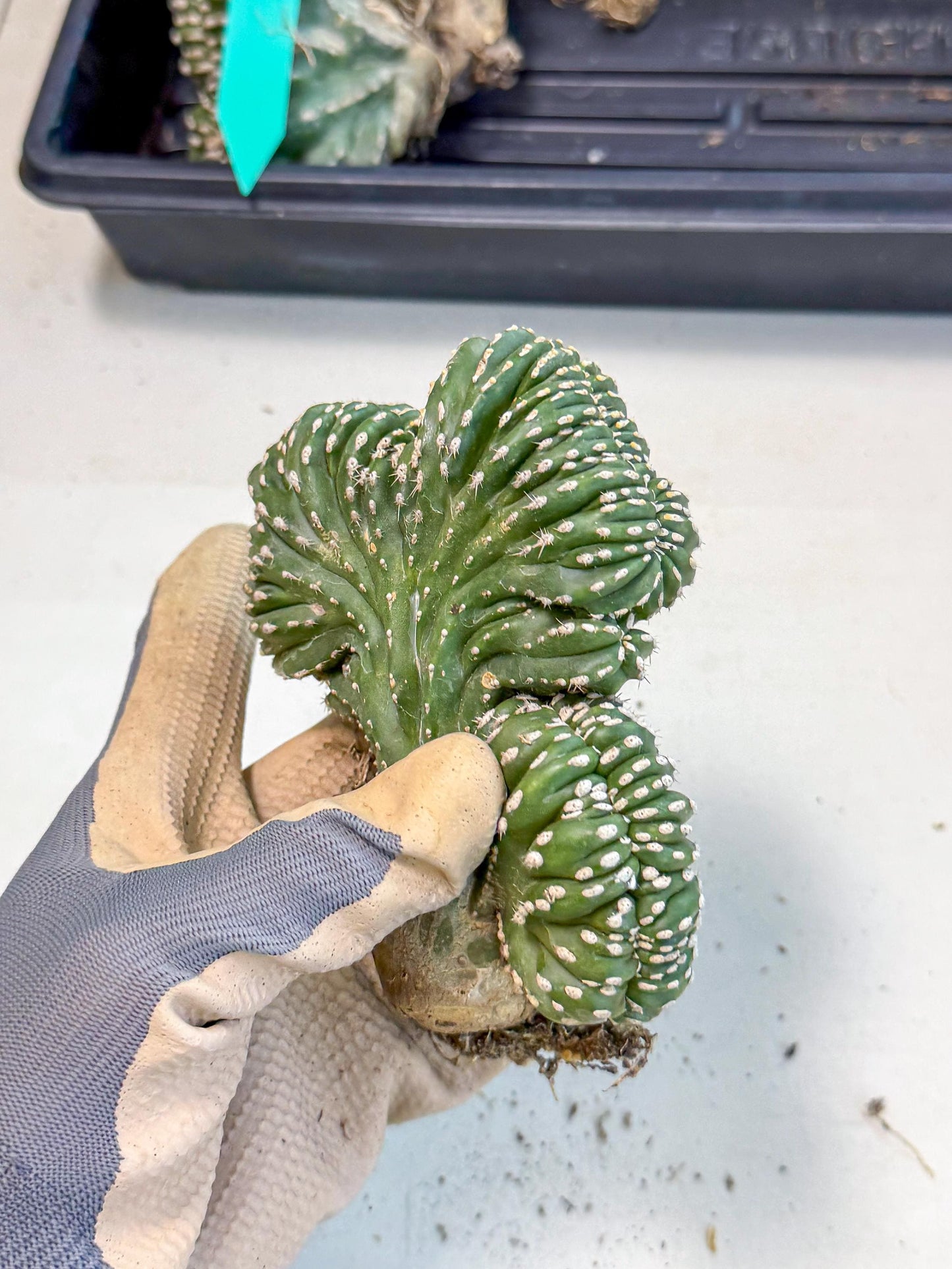 Marginatus Cristata (r) | Rare Cactus