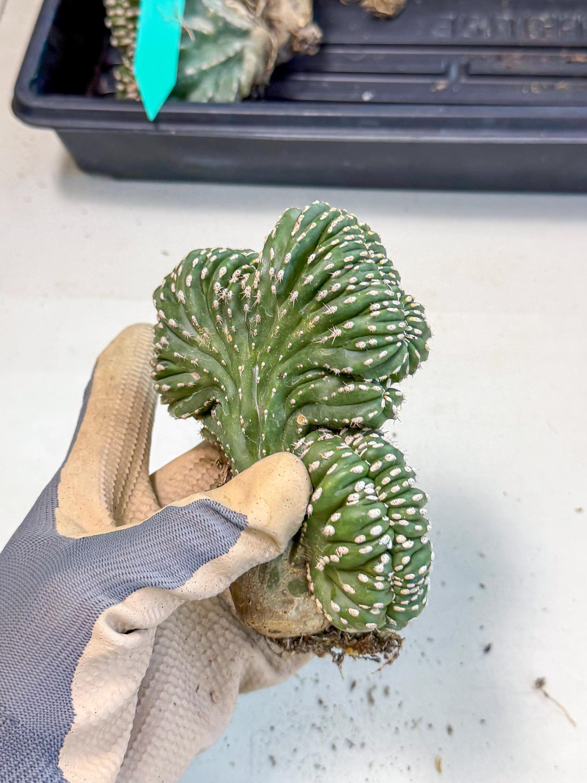 Marginatus Cristata (r) | Rare Cactus