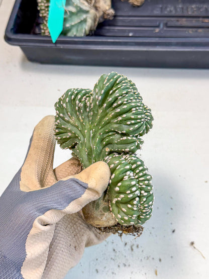 Marginatus Cristata (r) | Rare Cactus