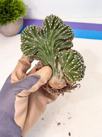 Marginatus Cristata (r) | Rare Cactus