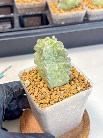 Whitesloanea crassa (o1) | Rare House Plants