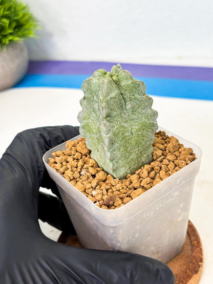 Whitesloanea crassa (o1) | Rare House Plants