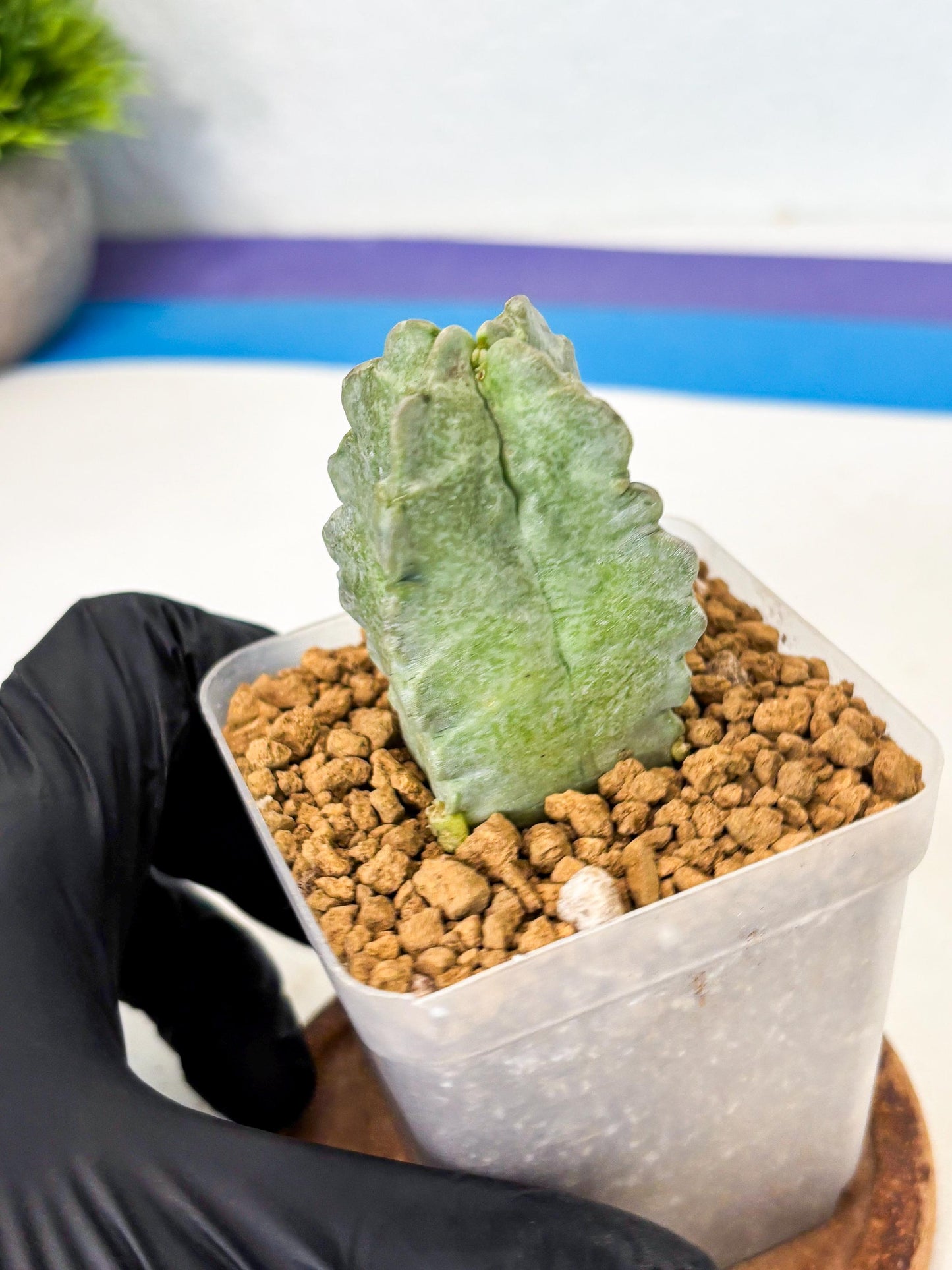 Whitesloanea crassa (o1) | Rare House Plants