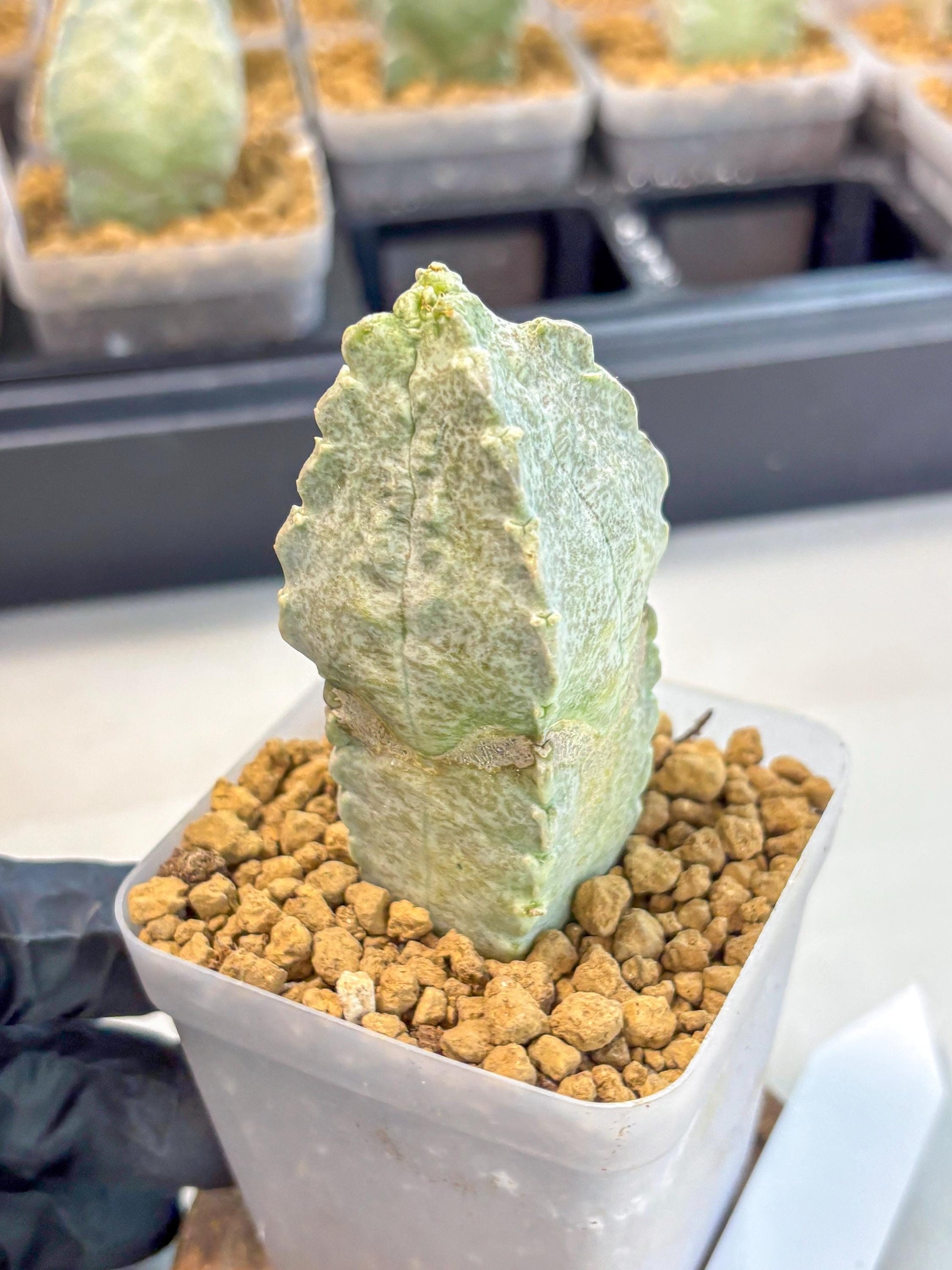 Whitesloanea crassa (3) | Rare House Plants