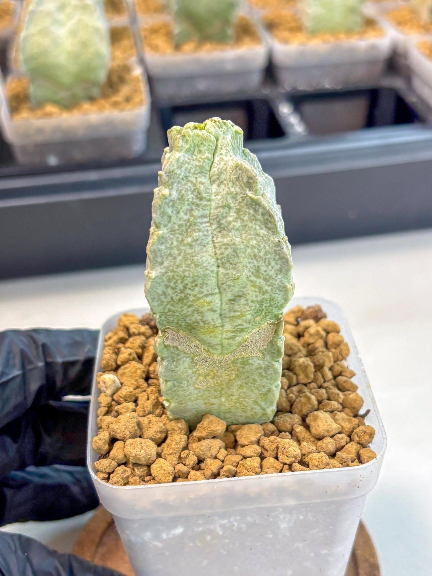 Whitesloanea crassa (3) | Rare House Plants
