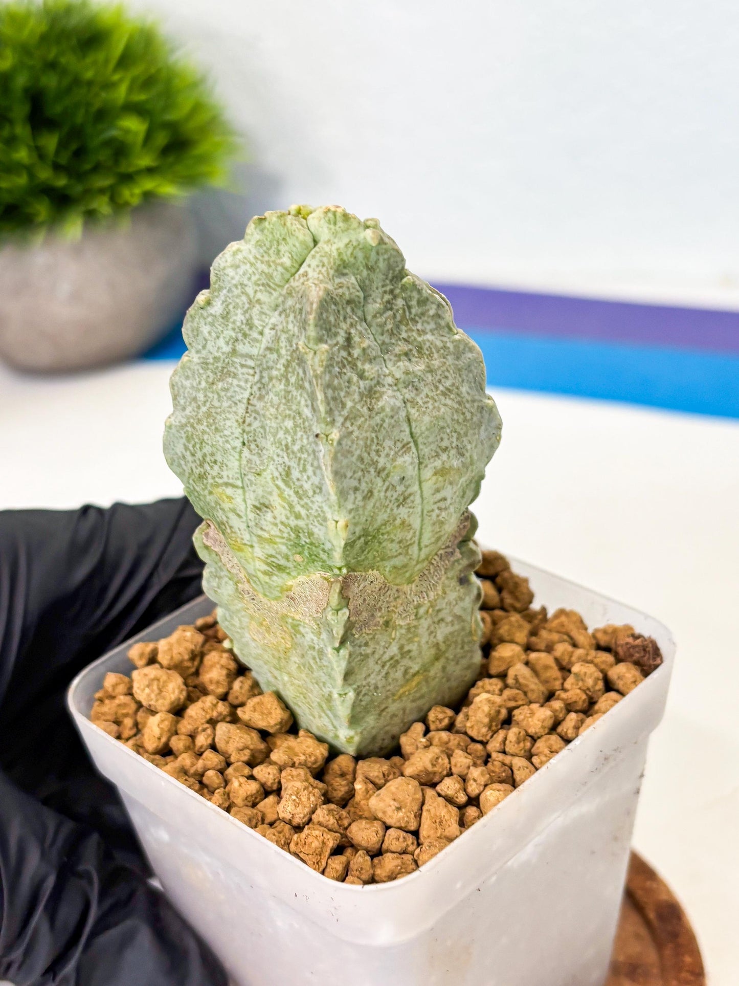 Whitesloanea crassa (3) | Rare House Plants