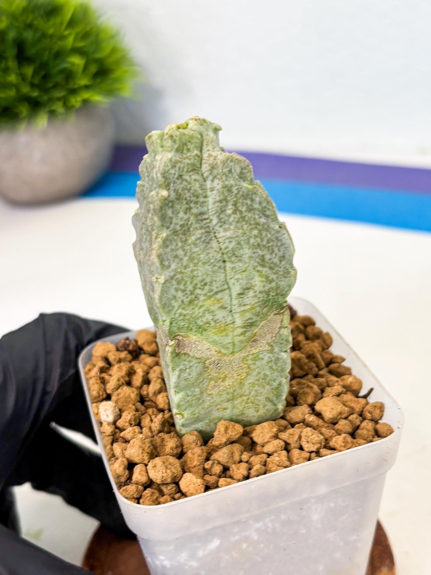 Whitesloanea crassa (3) | Rare House Plants
