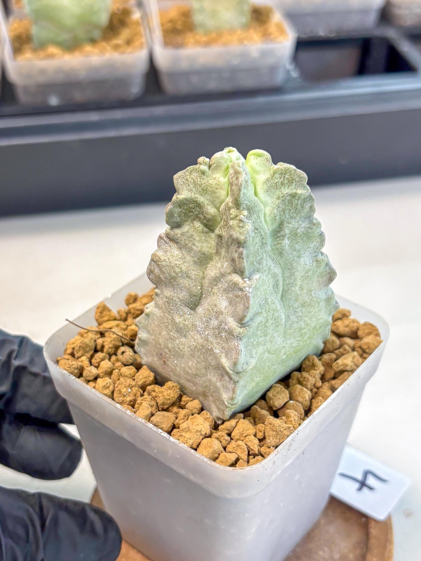 Whitesloanea crassa (4) | Rare House Plants