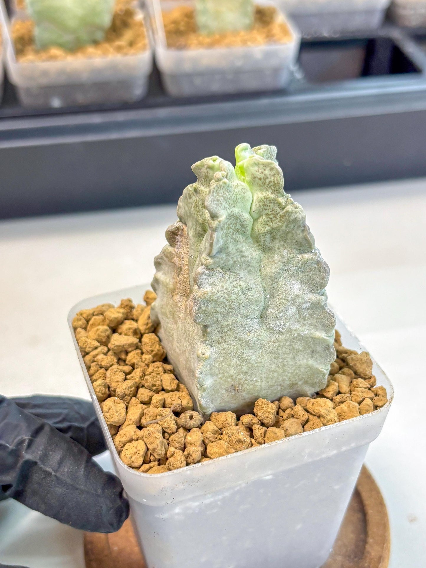 Whitesloanea crassa (4) | Rare House Plants