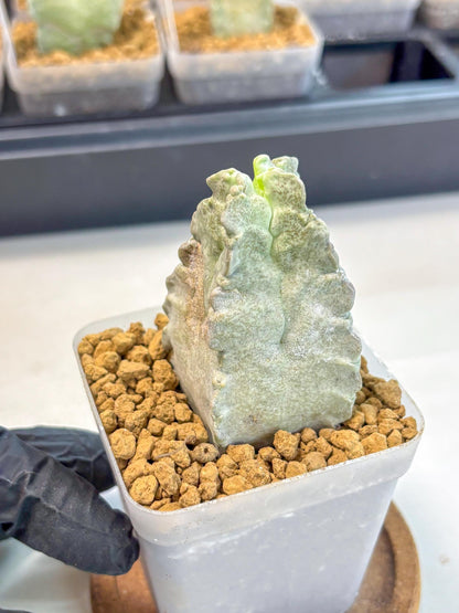 Whitesloanea crassa (4) | Rare House Plants