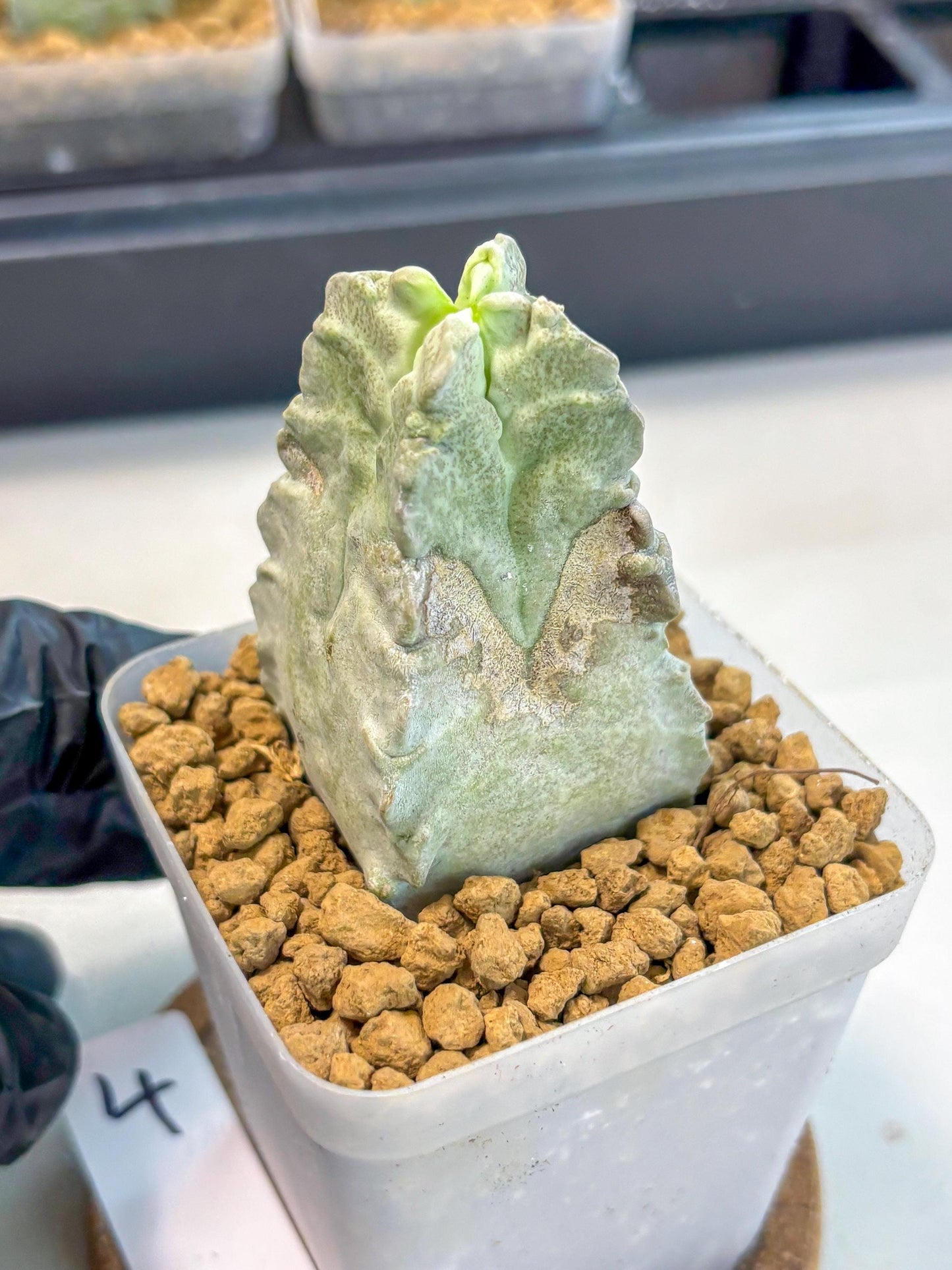 Whitesloanea crassa (4) | Rare House Plants