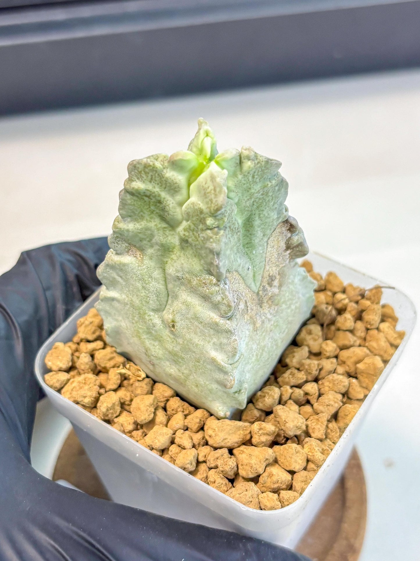 Whitesloanea crassa (4) | Rare House Plants