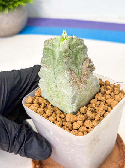 Whitesloanea crassa (4) | Rare House Plants