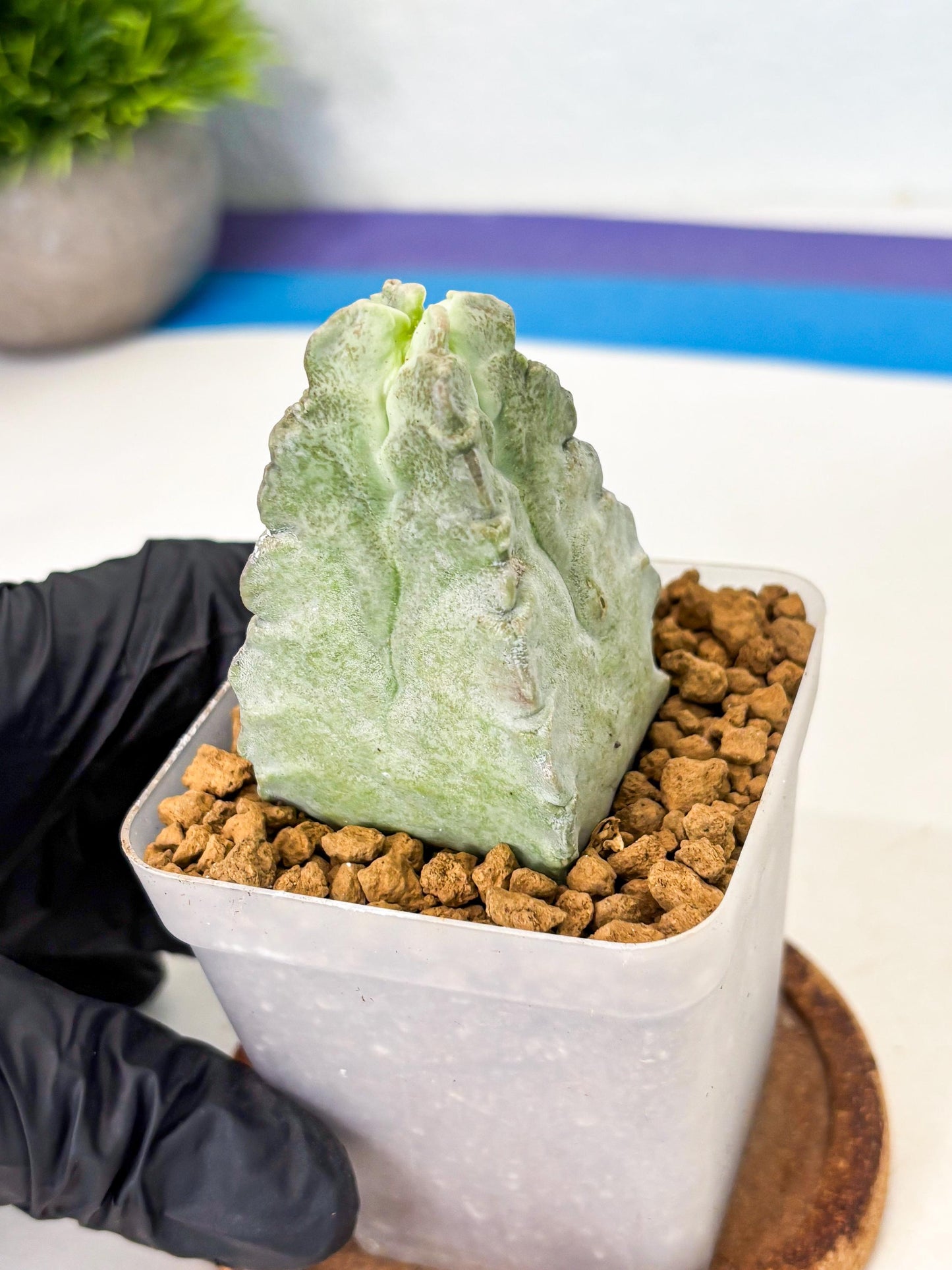 Whitesloanea crassa (4) | Rare House Plants