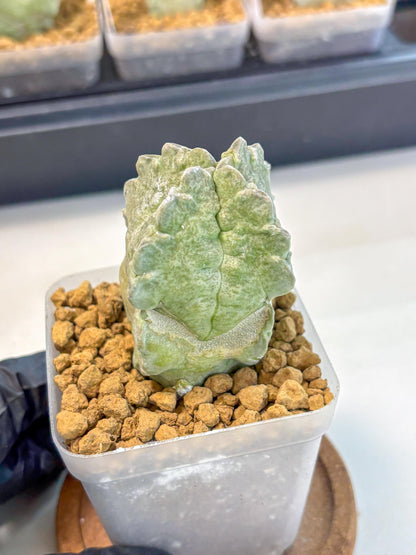 Whitesloanea crassa (5) | Rare House Plants